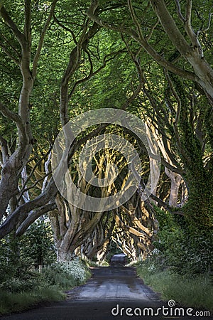 The Dark Hedges, North Irland Stock Photo