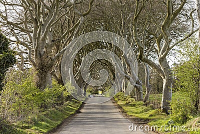 The Dark Hedges, Northern Ireland Stock Photo