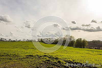 The Dark Hedges, Northern Ireland Stock Photo