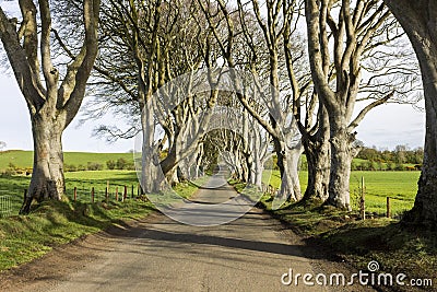 The Dark Hedges, Northern Ireland Stock Photo