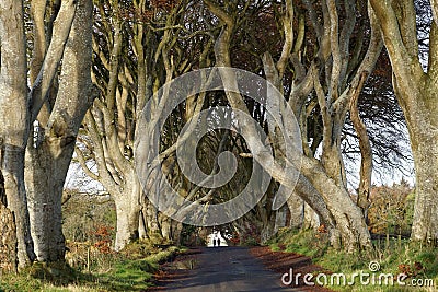 The Dark Hedges, Northern Ireland Stock Photo