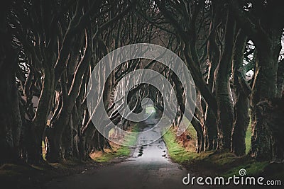 The Dark Hedges in Northern Ireland. Majestic, spooky and mysterious road across very old trees. Featured in the Game of Thrones Stock Photo