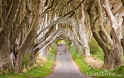 The Dark Hedges, Northern Ireland Stock Photo