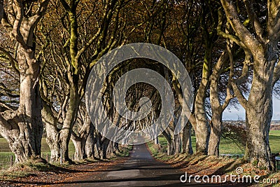 Dark Hedges, Northern Ireland Stock Photo