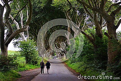 The Dark Hedges, Northern Ireland. Editorial Stock Photo