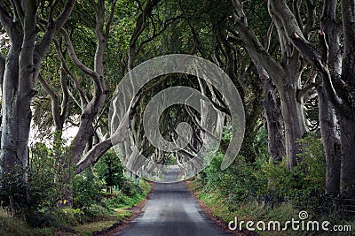 The Dark Hedges, Northern Ireland Stock Photo