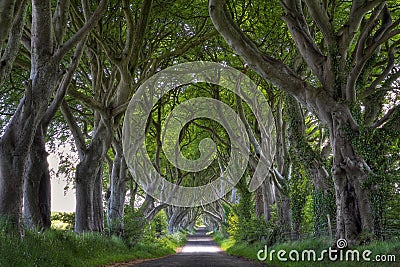 Dark Hedges road Stock Photo