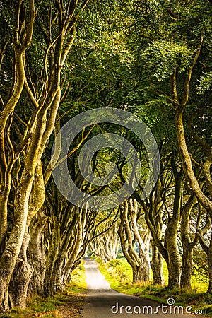 Tree Pathway, Dark Hedges, Ballymoney, Northern Ireland Stock Photo