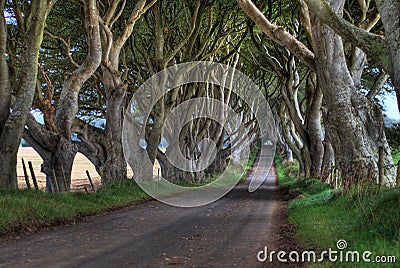 Dark Hedges Trees Stock Photo