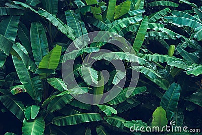 Dark leaves Banana leaf In the rainy season Stock Photo