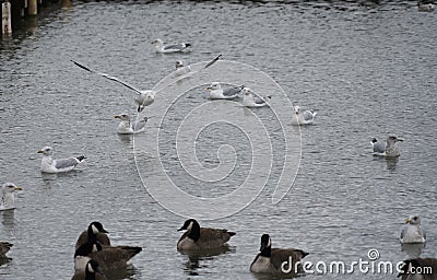 Dark and light birds segregated Stock Photo