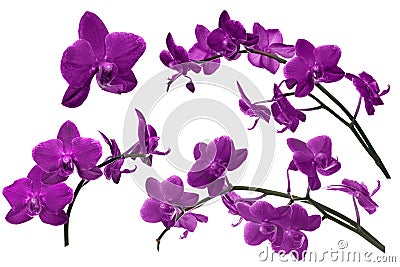 Dark lilac orchid flowers collection isolated on white Stock Photo