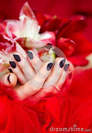 Dark manicure and red and white lilies Stock Photo