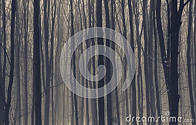 Dark misty forest with fog Stock Photo