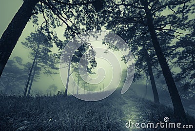 Dark misty forest path in fog, Halloween concept Stock Photo