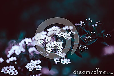 Dark Moody Floral backdrop of blooming spiraea Stock Photo