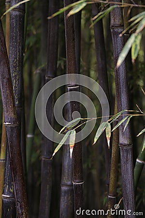 Dark and moody image of green bamboos, dark tone photo Stock Photo