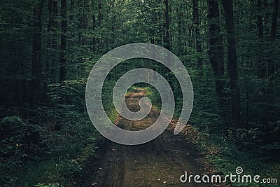 Dark moody mysterious spooky forest with a road crossing it Stock Photo