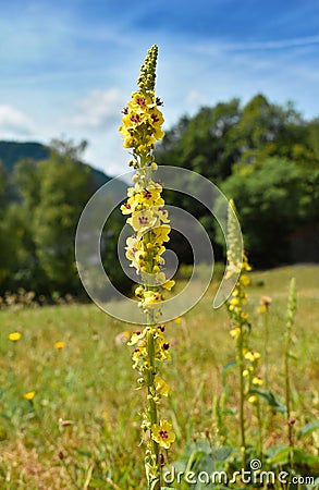 Dark Mullein Verbascum nigrum, tall plant with yellow flowers in the meadow, medicinal herb used for bronchi Stock Photo