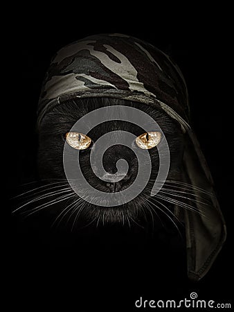 Dark muzzle cat in brown camouflage Headband Stock Photo