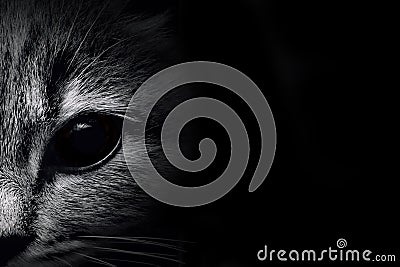 Dark muzzle cat close-up. front view Stock Photo
