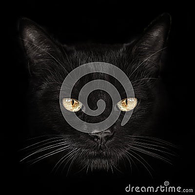 Dark muzzle cat close-up. front view Stock Photo