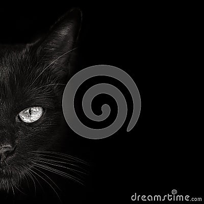 Dark muzzle cat close-up. front view Stock Photo