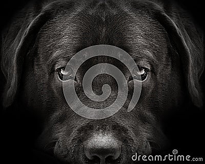 Dark muzzle labrador dog closeup. front view Stock Photo