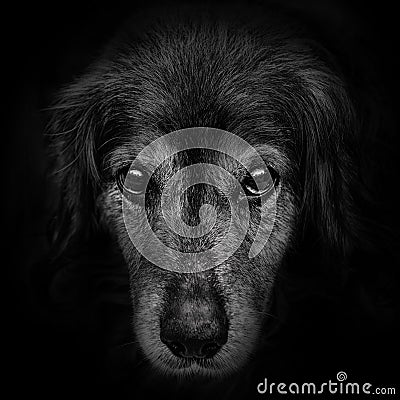 Dark muzzle spaniel dog closeup. Stock Photo