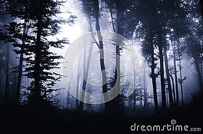 Dark mysterious woods with fog at night Stock Photo