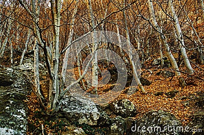 Dark mystical forest Stock Photo