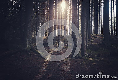 Dark mystical forest Stock Photo