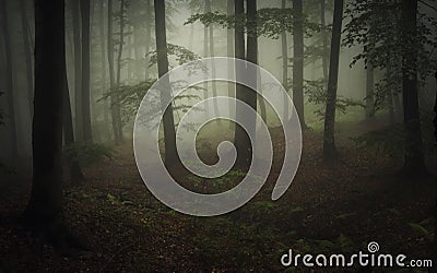 Dark natural forest with fog and green vegetation Stock Photo