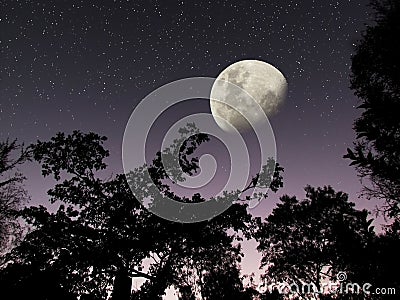 Moon stars dark forest night sky Stock Photo