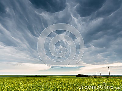 Dark and ominous mammatus storm clouds over a canola field Stock Photo