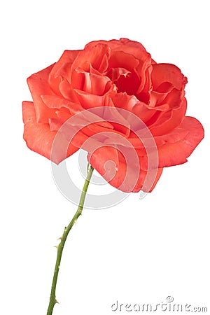 Dark orange rose isolated on white background Stock Photo