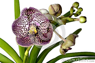 Dark orchid vanda (dark chocolate) isolated on white Stock Photo