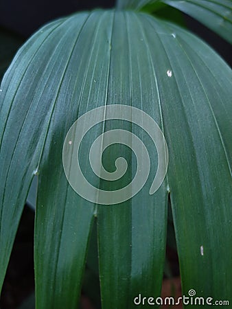 Dark palm leaf Stock Photo