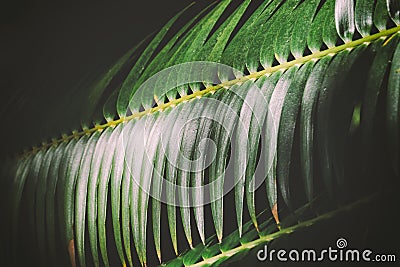 Dark palm leaves background image Stock Photo