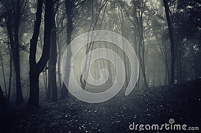 Dark path in forest with mysterious fog Stock Photo