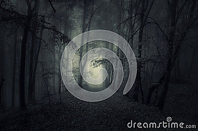 Dark path in haunted woods at night Stock Photo