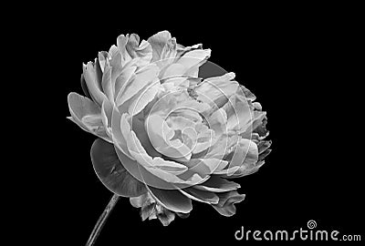 Dark Peony Flower Plant Black / White Texture Close-Up Macro Background - Wallpaper Petals Stock Photo