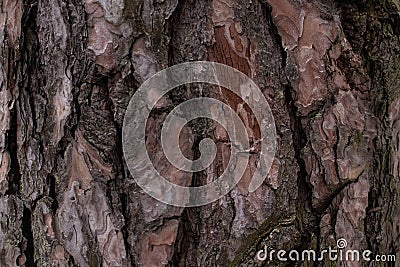 Dark pine bark, bark texture background Stock Photo
