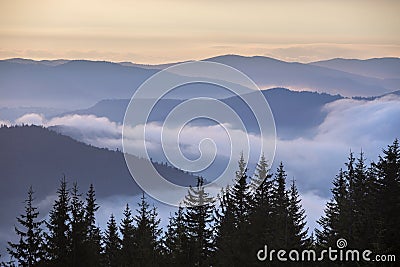 Dark pine tree tops on mountains, foggy valleys and pink sky at sunrise misty blue background Stock Photo