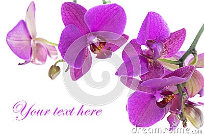 Dark ping orchid Stock Photo