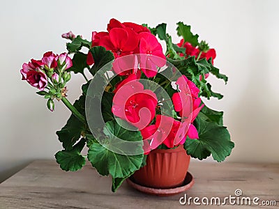 Dark pink blooming geraniums in a pot on a table Stock Photo