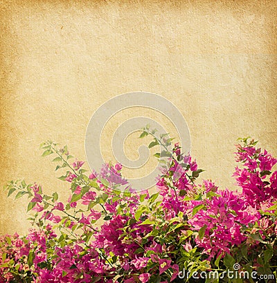 Dark pink bougainvillea Stock Photo