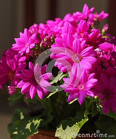 Dark pink flowers Stock Photo