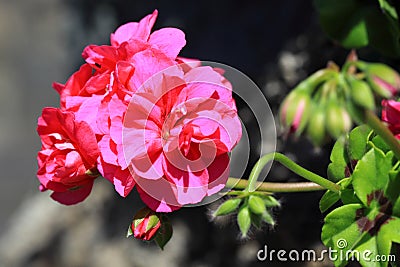 Dark pink Geraniums flower Stock Photo