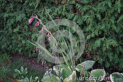 Dark pink gladiolus, syn. gladius, and light purple white-edged hosta, syn. Funkia or plantain lily, blooms in October. Stock Photo